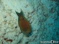 foto de buceo