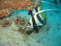 foto de buceo