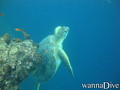 foto de buceo