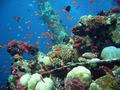 foto de buceo
