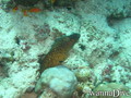 foto de buceo