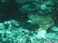 foto de buceo