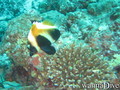 foto de buceo