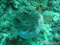 foto de buceo