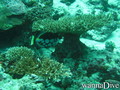 foto de buceo