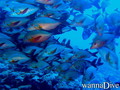 foto de buceo