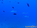 foto de buceo