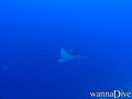 foto de buceo