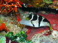 foto de buceo