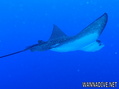 foto de buceo