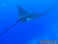 foto de buceo