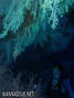 foto de buceo