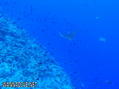 foto de buceo