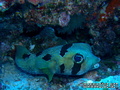 foto de buceo