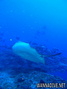 foto de buceo