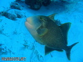 foto de buceo