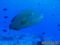 foto de buceo