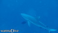 foto de buceo