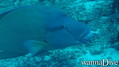foto de buceo