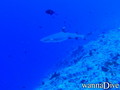 foto de buceo