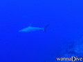 foto de buceo