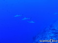 foto de buceo