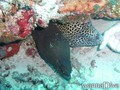 foto de buceo