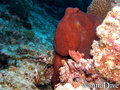 foto de buceo