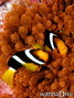 foto de buceo