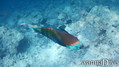 foto de buceo