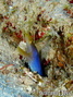 foto de buceo
