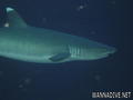 foto de buceo