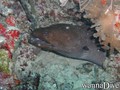 foto de buceo