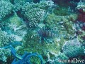 foto de buceo