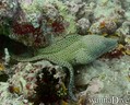 foto de buceo