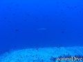 foto de buceo