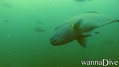 foto de buceo