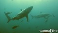 foto de buceo