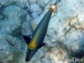 foto de buceo