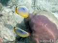 foto de buceo
