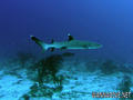 foto de buceo