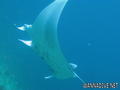 foto de buceo