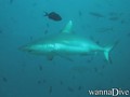 foto de buceo