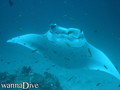foto de buceo
