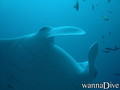 foto de buceo