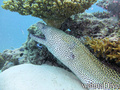 foto de buceo