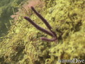 foto de buceo