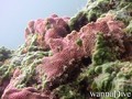 foto de buceo