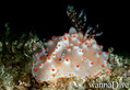 foto de buceo