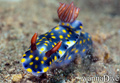 foto de buceo
